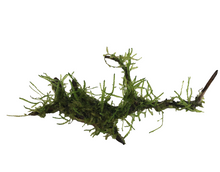 Load image into Gallery viewer, Live Java Moss on Driftwood
