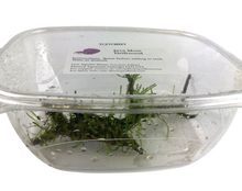 Load image into Gallery viewer, Live Java Moss on Driftwood