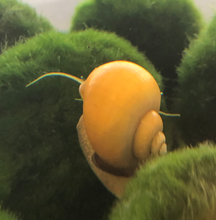 Load image into Gallery viewer, Live Apple Snails