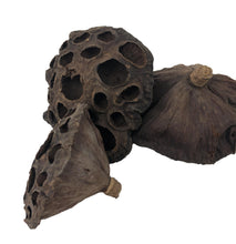 Load image into Gallery viewer, Lotus Pods