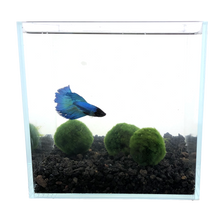 Load image into Gallery viewer, Live Moss Balls