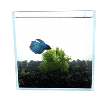 Load image into Gallery viewer, Live Susswassertang Moss