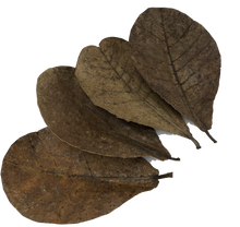 Load image into Gallery viewer, Catappa Leaves