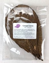 Load image into Gallery viewer, Catappa Leaves