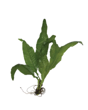 Load image into Gallery viewer, Live Java Fern