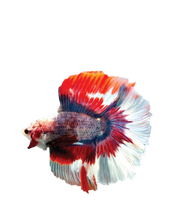 Load image into Gallery viewer, Double Rosetail Halfmoon M0038