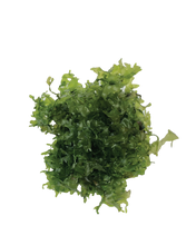 Load image into Gallery viewer, Live Susswassertang Moss