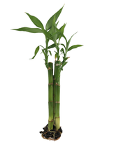 Load image into Gallery viewer, Live Bamboo