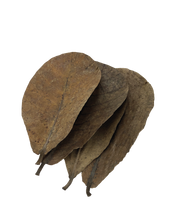 Load image into Gallery viewer, Catappa Leaves