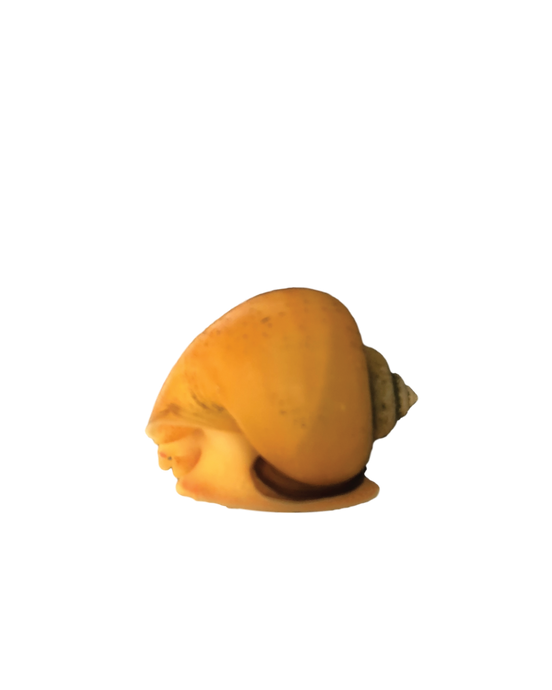 Live Apple Snails