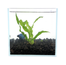 Load image into Gallery viewer, Live Java Fern