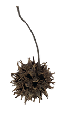 Load image into Gallery viewer, Sweet Gum Tree Pods