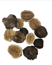 Load image into Gallery viewer, Jacaranda Pods