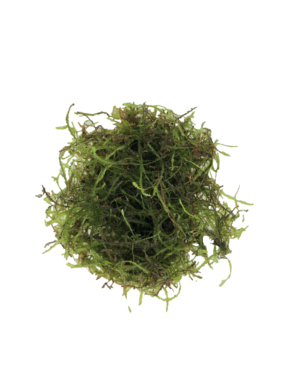 Live Java Moss Live Java Moss – BoutiqueBetta