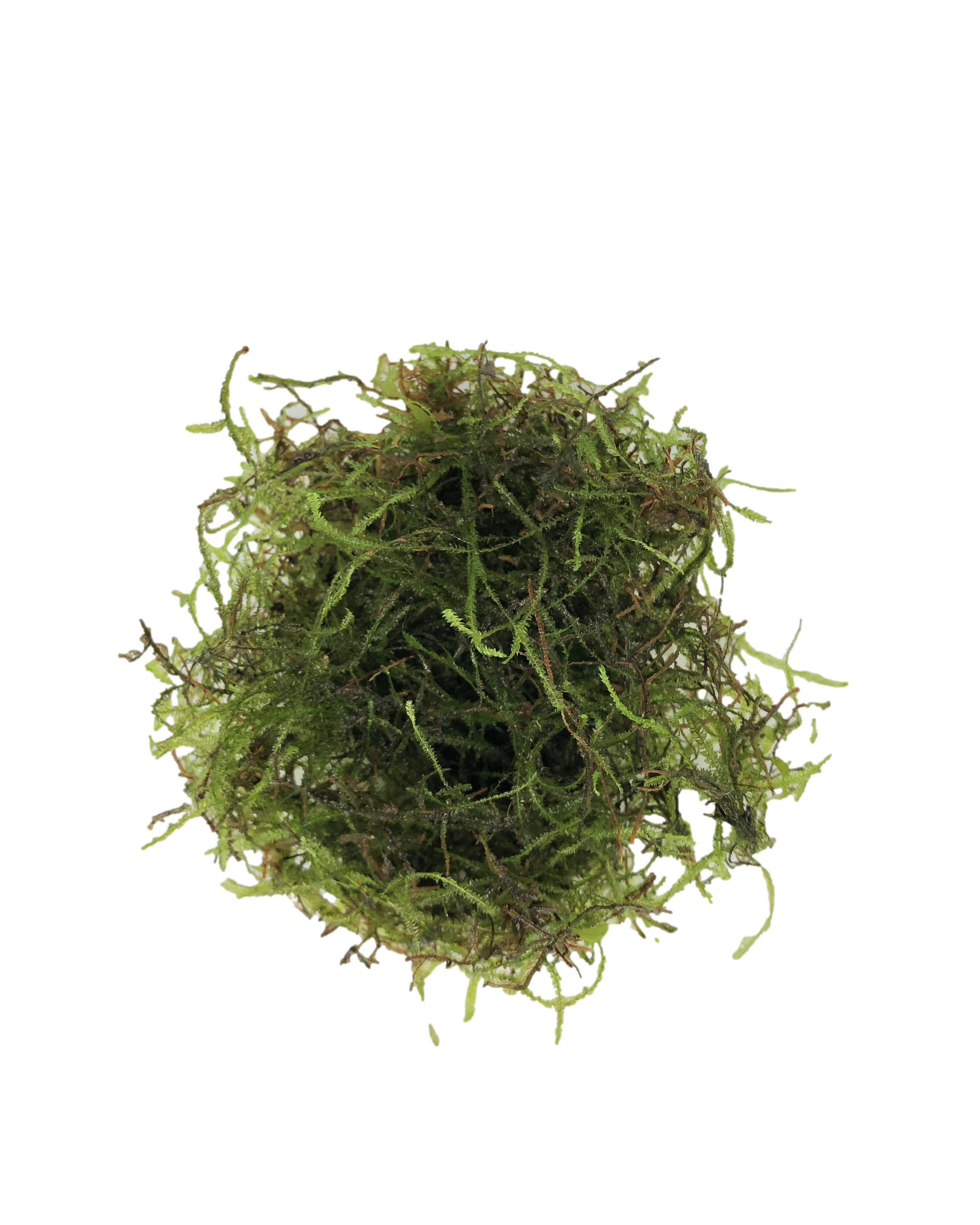 Deluxe Java Moss (Taxiphyllum barbieri / Vesicularia dubyana), Loose Portion