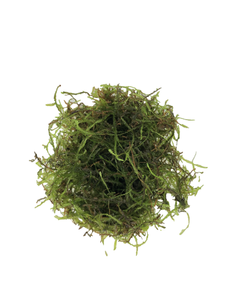 Live Java Moss