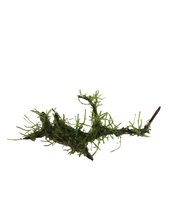 Load image into Gallery viewer, Live Java Moss on Driftwood