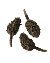 Load image into Gallery viewer, Magnolia Pods