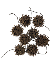 Load image into Gallery viewer, Sweet Gum Tree Pods