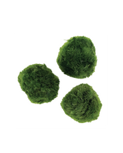 Load image into Gallery viewer, Live Moss Balls