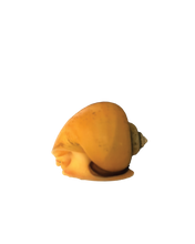 Load image into Gallery viewer, Live Apple Snails
