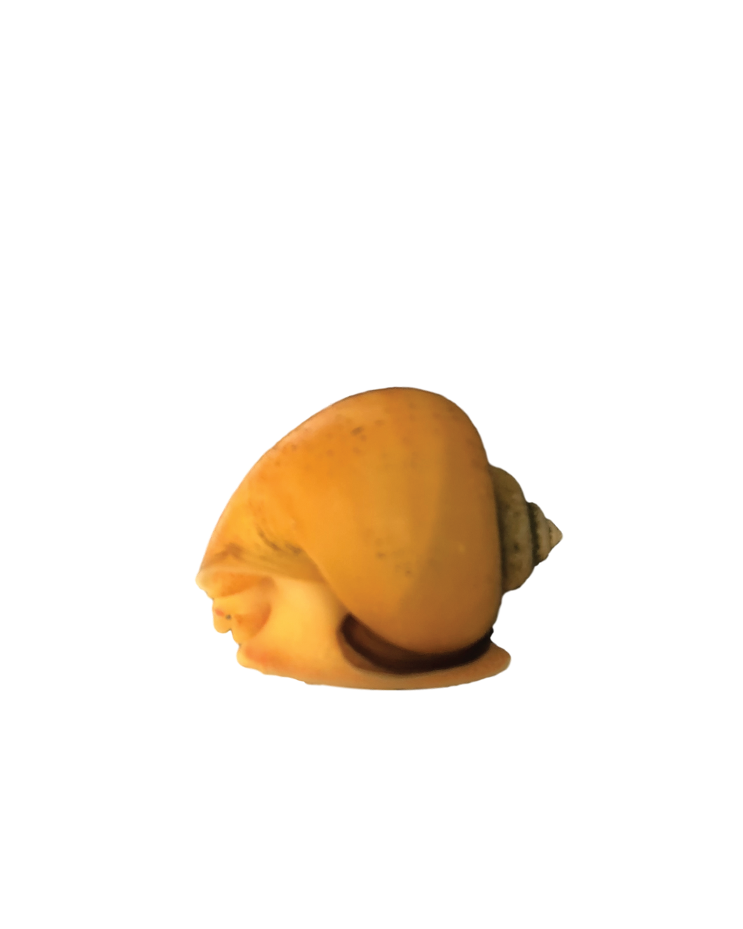 Live Apple Snails